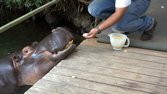 Jessica the hippo being fed