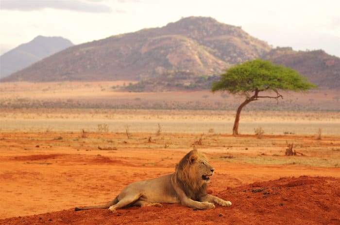 Majestic male lion resting on rusty-red soil, Tsavo