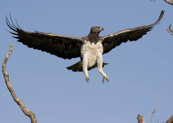 Martial eagle in flight, showing off its magnificent wingspan