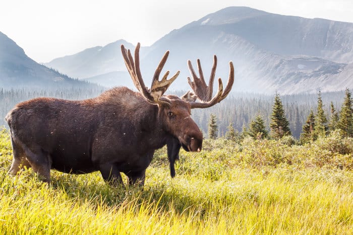 Wild moose grazing in the Colorado mountains