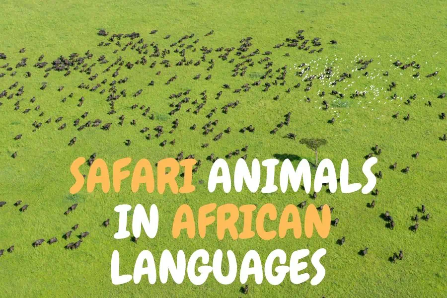 Safari animal names in African languages