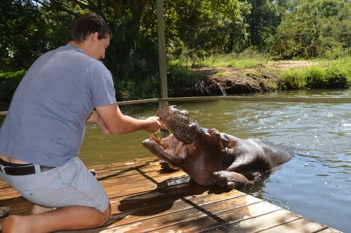 Tourist feeding Jessica the hippo