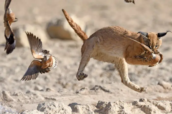 Caracal catching sandgrouse in mid-air
