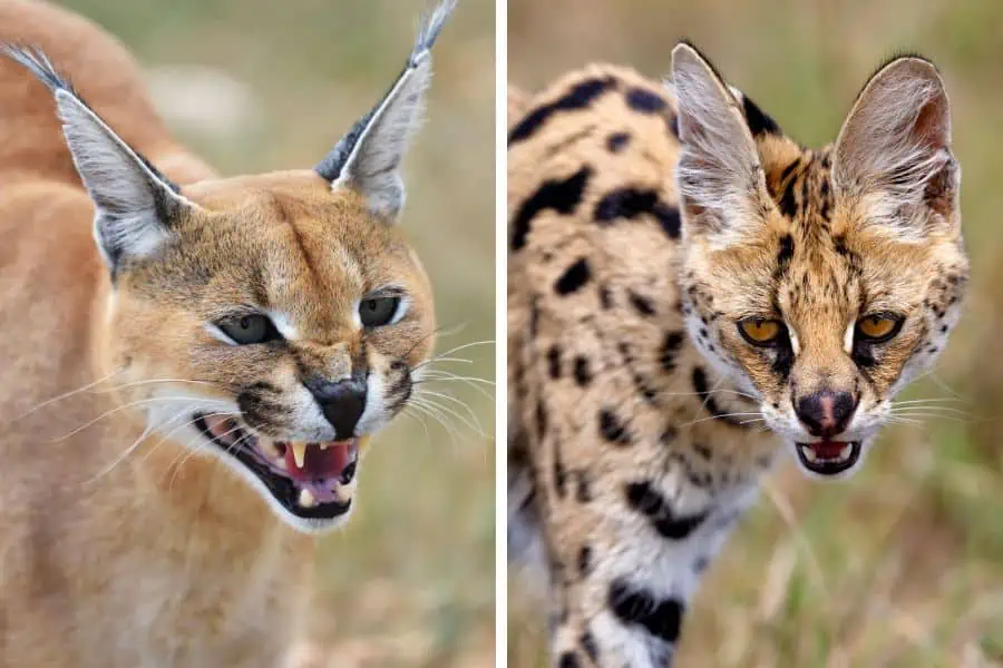 Caracal vs serval comparison: learn the difference