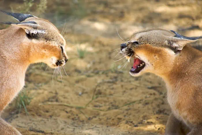 Two caracals fighting