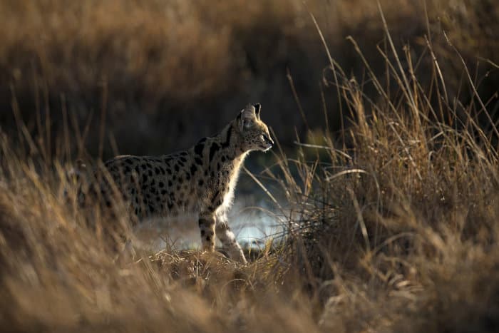 Serval hunting in the long grass, Chobe