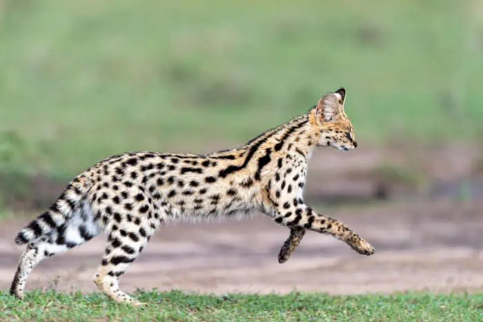 Serval cat on the run in the Masai Mara
