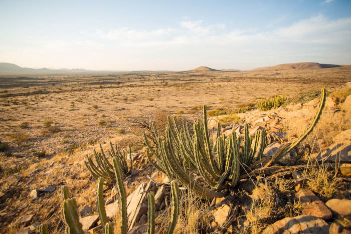 Typical Kalahari landscape, South Africa