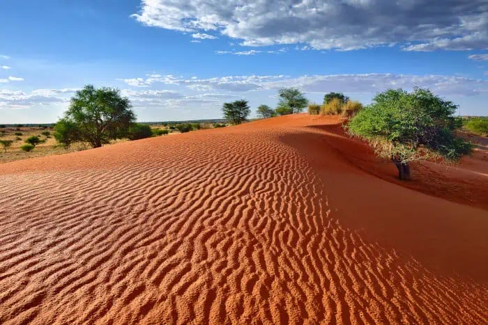 Kalahari dunes in late afternoon sunlight