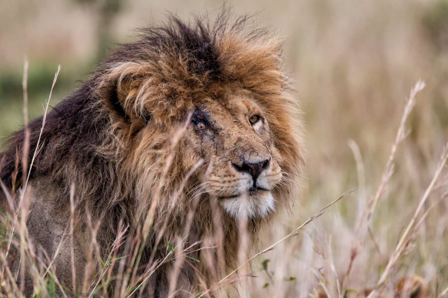 'Scarface' is a very old male lion found in the Masai Mara, Kenya