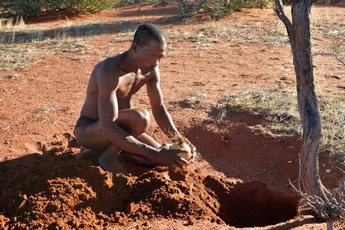 San bushman buries an ostrich egg filled with water