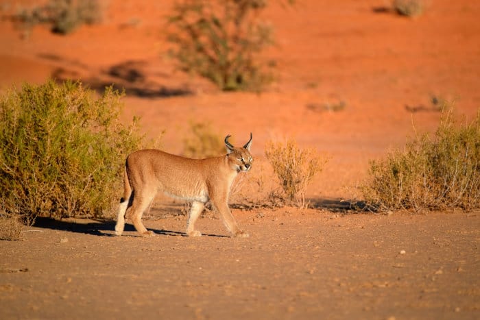 Lone caracal on the move, Kgalagadi Transfrontier Park, Botswana