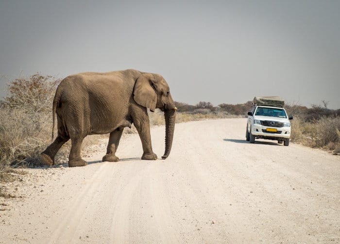 An elephant crosses the road in front of a 4x4, Etosha National Park