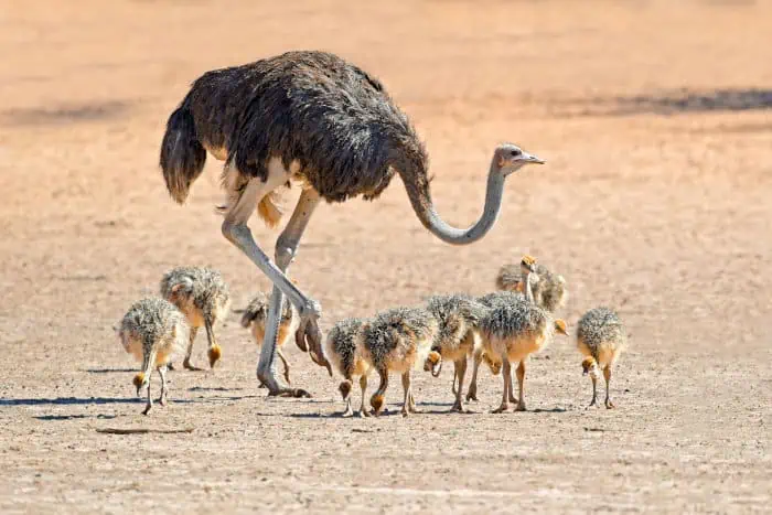 A female ostrich and her chicks in the Kalahari Desert