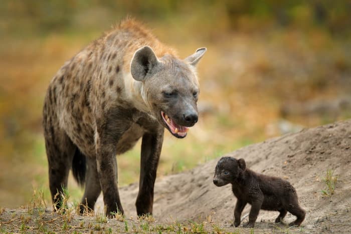 Spotted hyena and her newly born pup, Okavango Delta