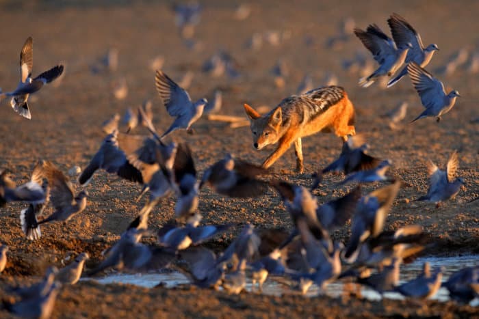 Black-backed jackal hunting doves in the Kgalagadi