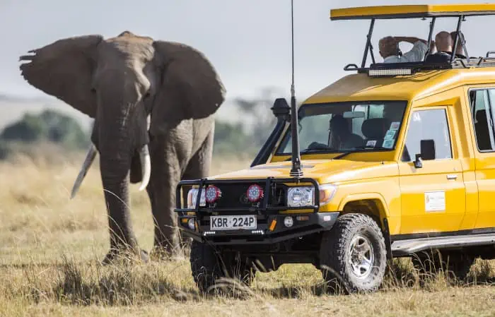 An elephant comes real close to a safari jeep in the Masai Mara