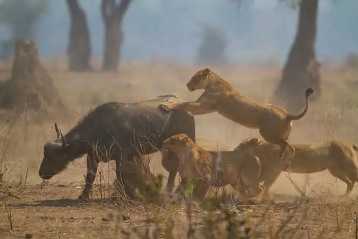 Pride of lions taking down a buffalo in Mana Pools, Zimbabwe