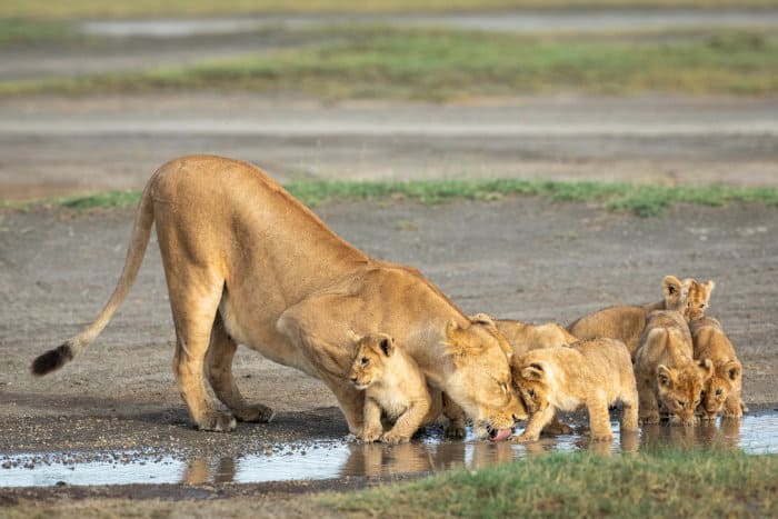 Lioness and cubs drinking from a puddle
