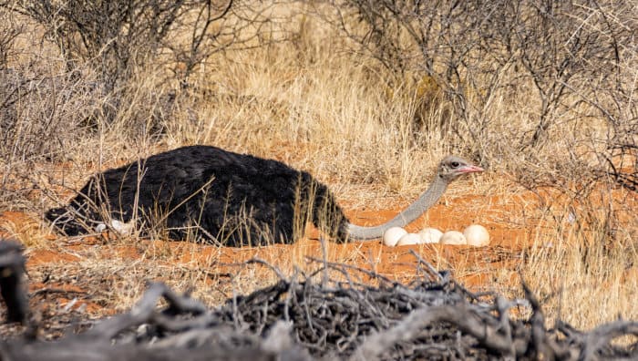 Male ostrich protecting its nest and eggs