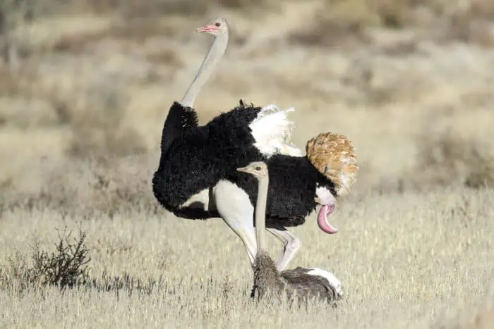 Male ostrich penis display right after sex