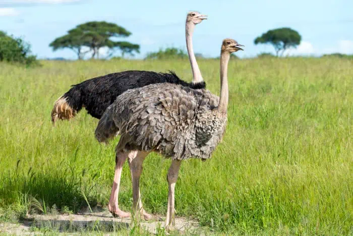 Male (black) vs female (brown) ostrich side by side