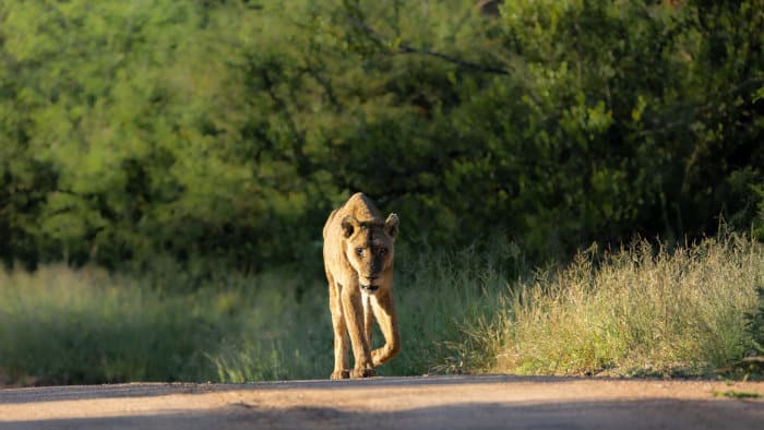 Very old lioness walking on a gravel road