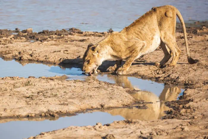 Very old and skinny lioness drinking at a waterhole