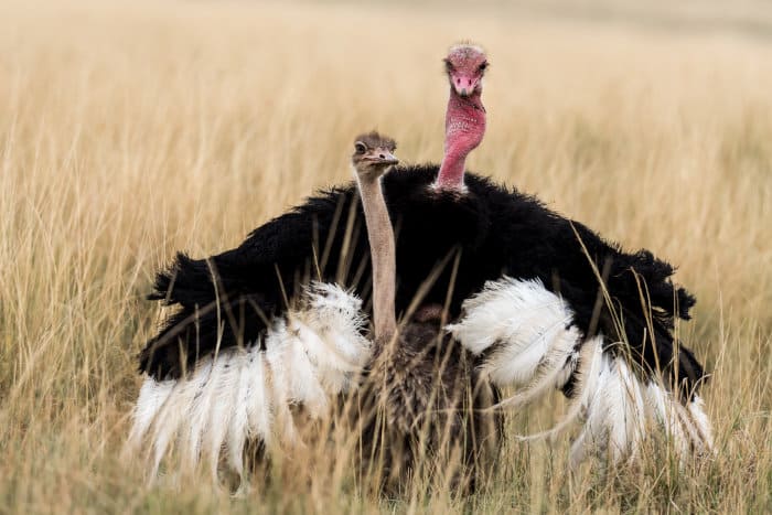 Ostrich dance and mating process
