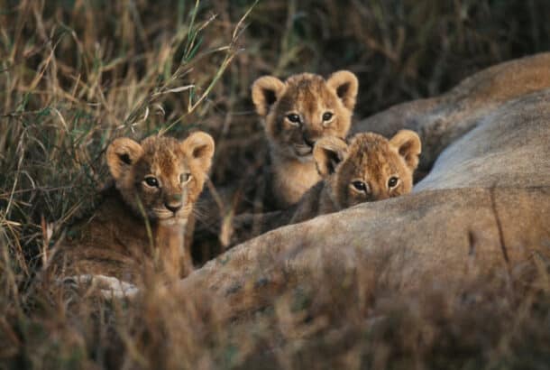 How Long Do Lions Live? African Lion Lifespan Explained