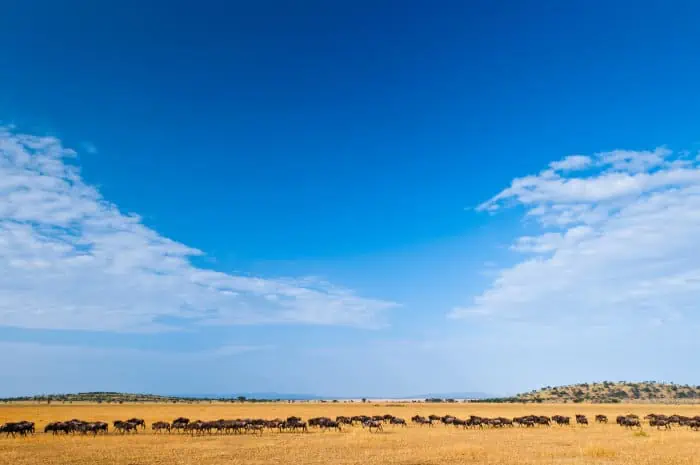 Herd of wildebeest crossing the Grumeti region of the Serengeti, Tanzania