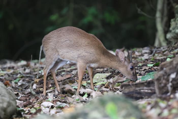 The rare (and endangered) Aders’s duiker in Zanzibar's Jozani forest