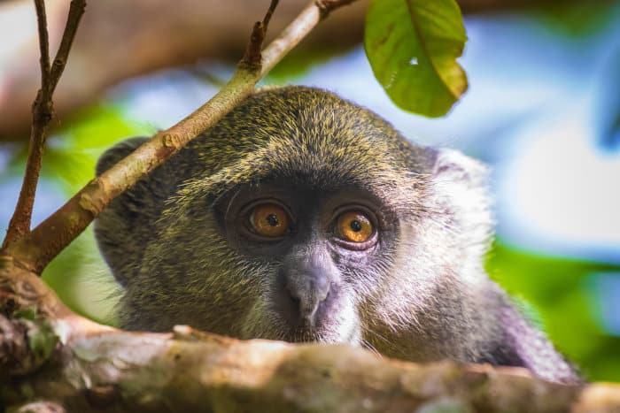 The blue monkey is another common resident in Jozani Chwaka Bay National Park