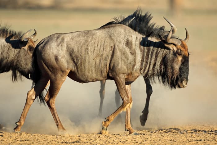 Blue wildebeest in dust, Kalahari desert
