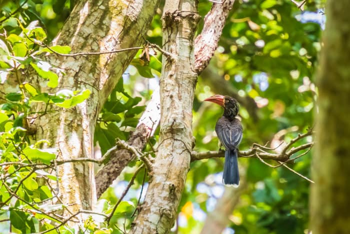 Crowned hornbill (Lophoceros alboterminatus) perched in a tree, Zanzibar