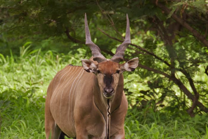 Giant eland, or Lord Derby's eland, photographed at Fathala Wildlife Reserve in Senegal