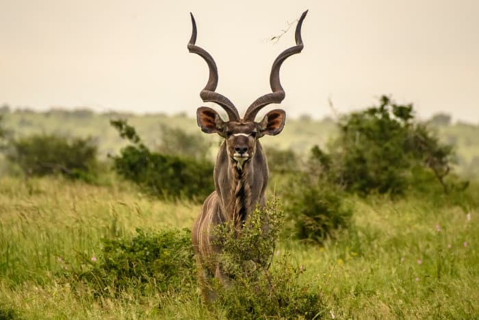 Magnificent kudu bull with huge twisted horns