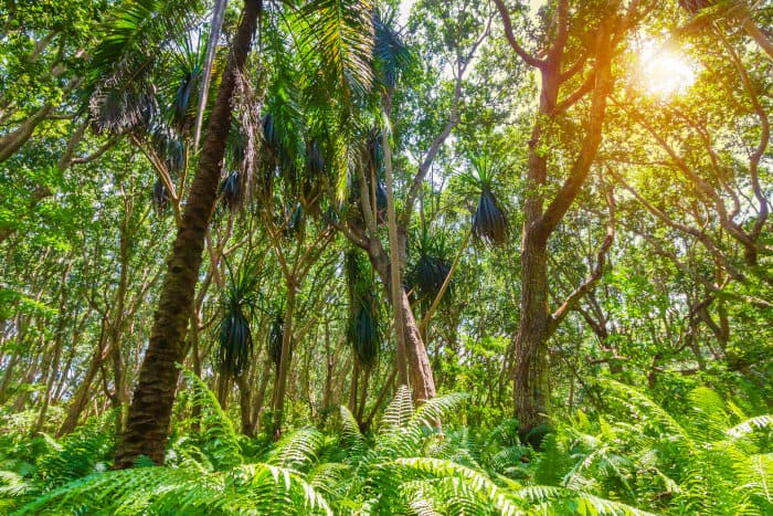 Typical lush jungle vegetation inside Jozani Chwaka Bay National Park, Zanzibar