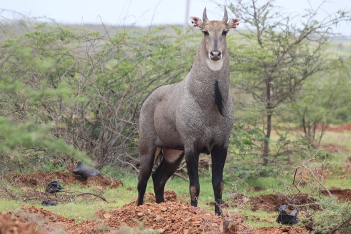 Male nilgai, the largest antelope in Asia