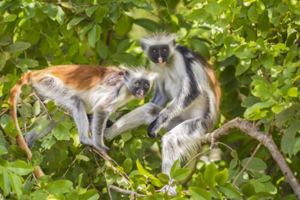 Jozani Forest wildlife