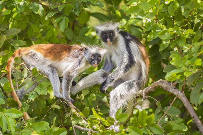 Two curious red colobus monkeys up in a tree