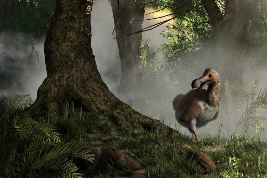 3D representation of the extinct dodo in Mauritius