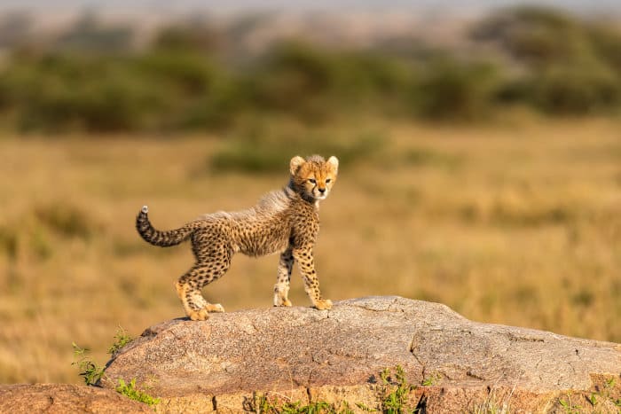 Baby cheetah standing on a boulder, Serengeti