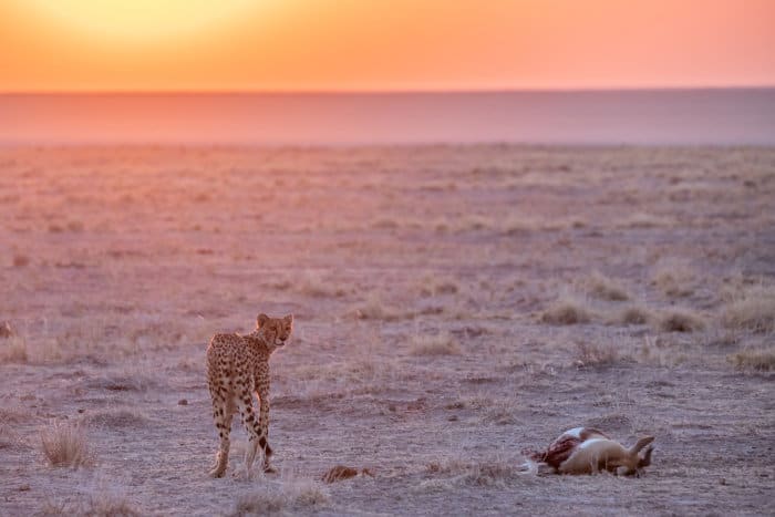 Cheetah and prey in fading light, Etosha
