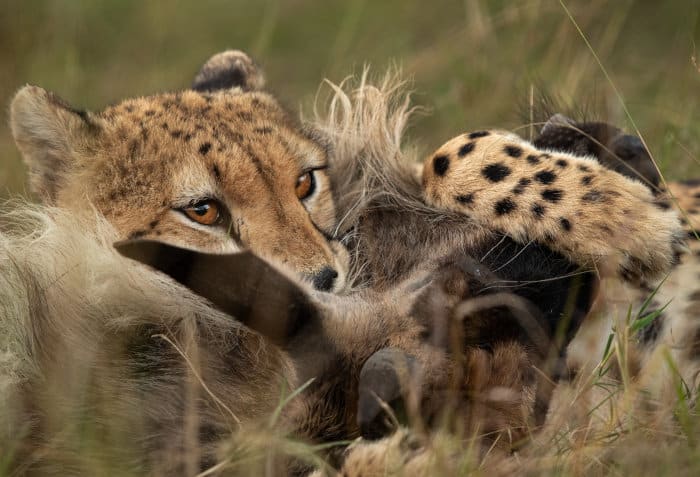Cheetah close-up, choking a wildebeest