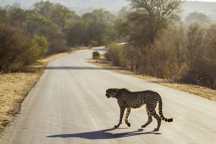 Cheetah crosses tar road, Kruger National Park