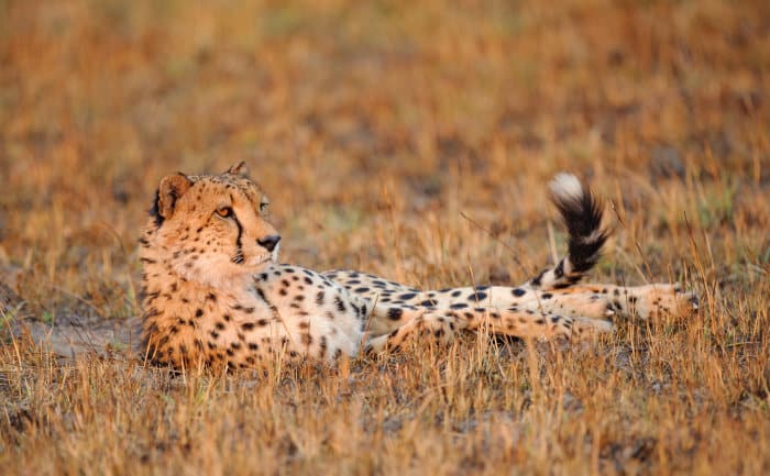 Cheetah lying in the open, Kafue