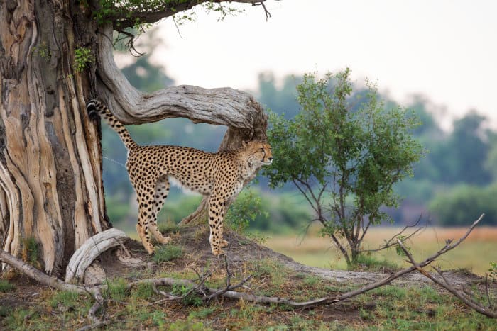 Male cheetah marking its territory against a tree, Okavango