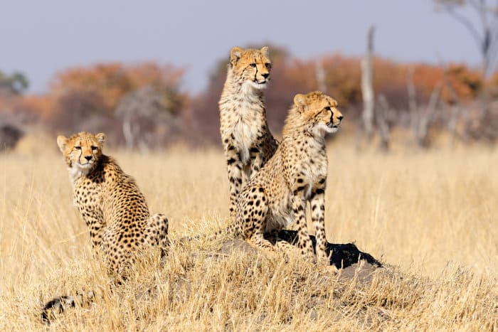 Three young cheetahs standing on a termite mound, Hwange