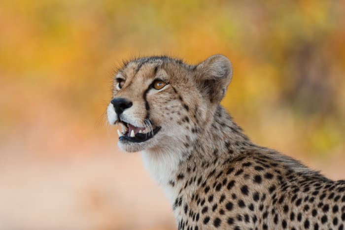 Young adult cheetah portrait, looking up
